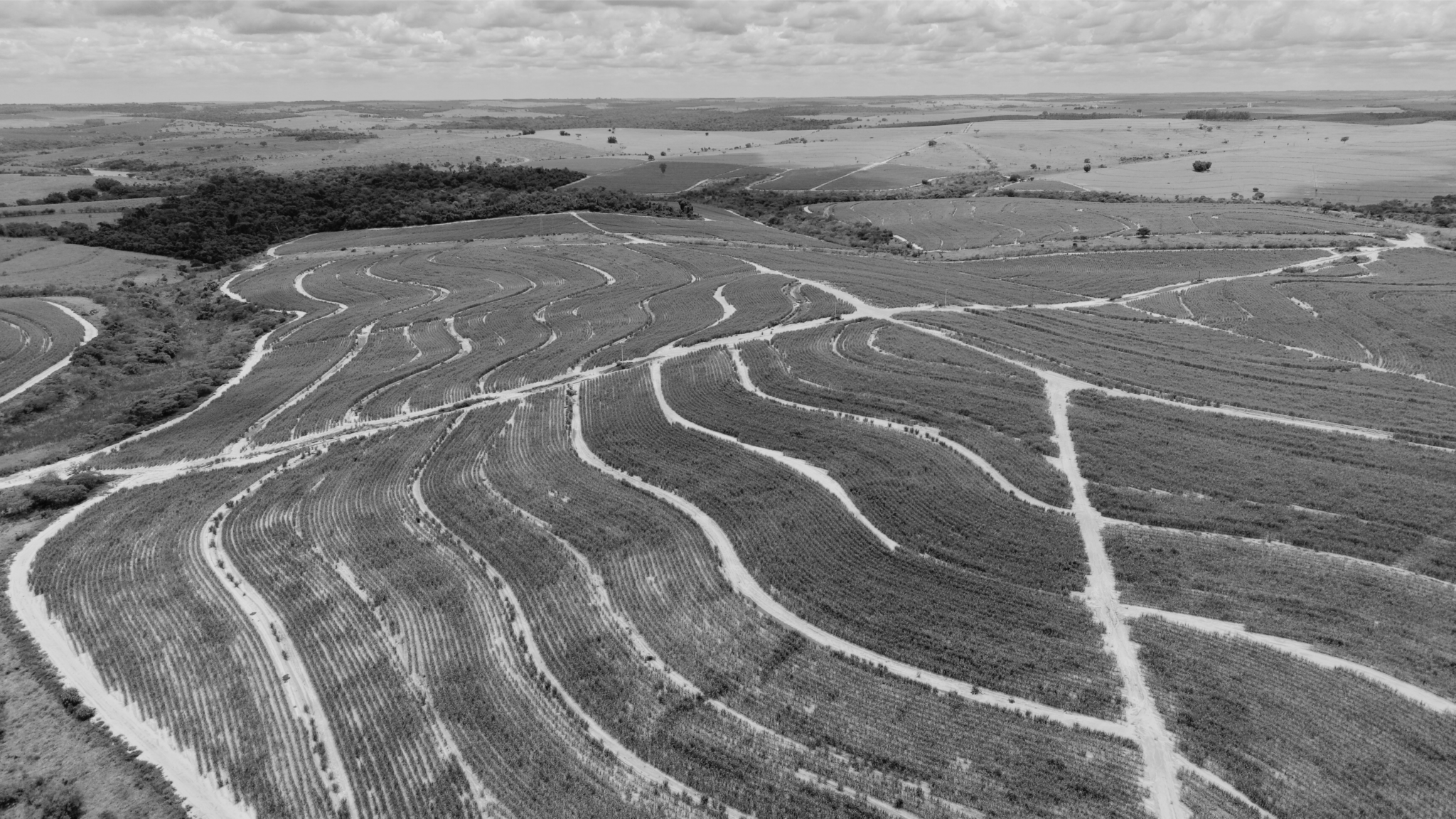 A field that is planted using contour farming.