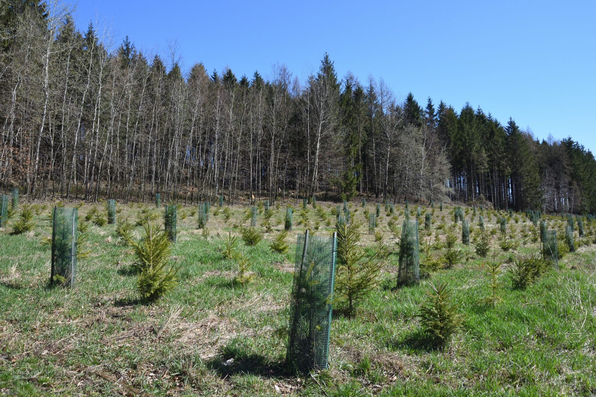 Young evergreen trees planted in rows on a grassy hillside.