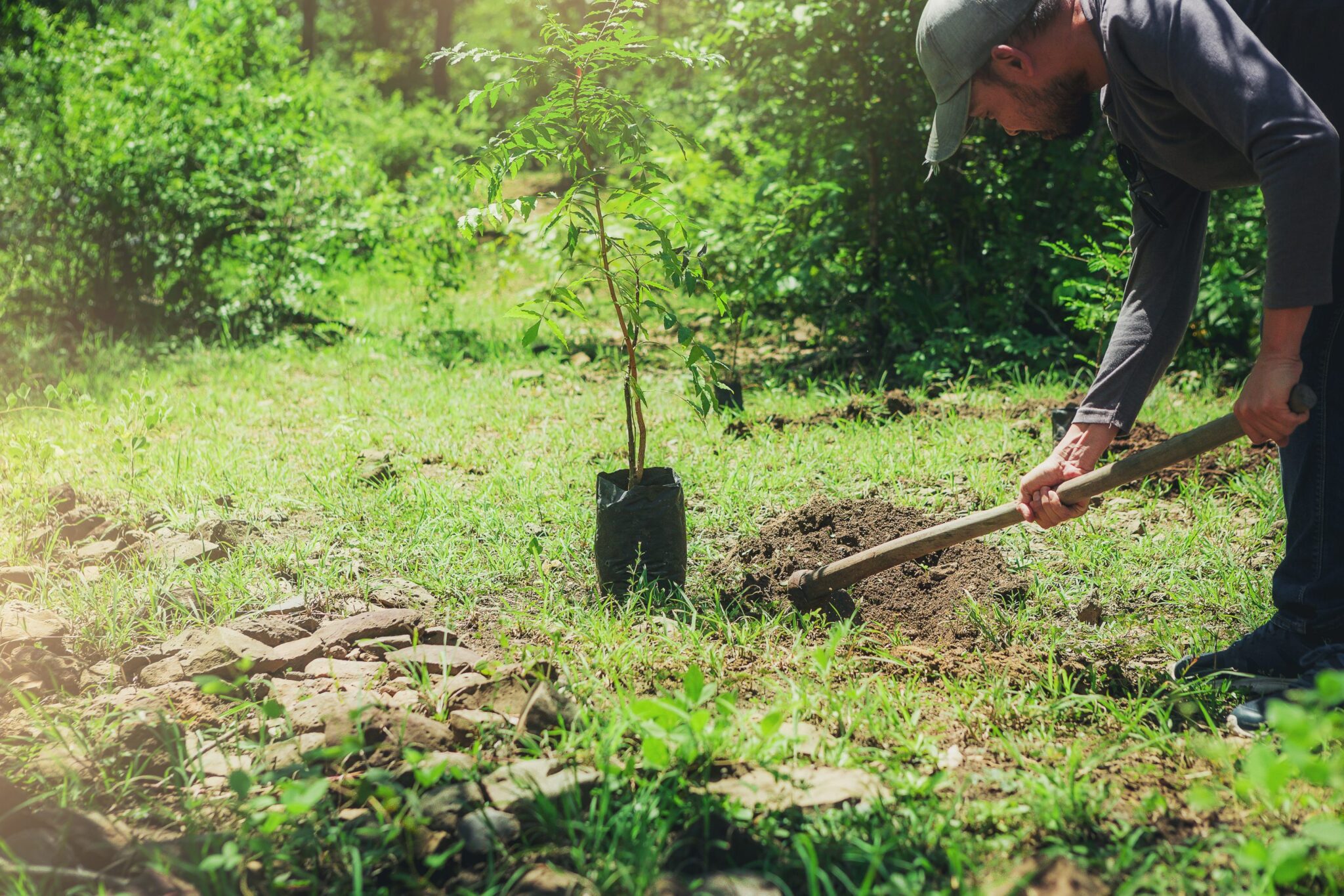 Planting a young tree.