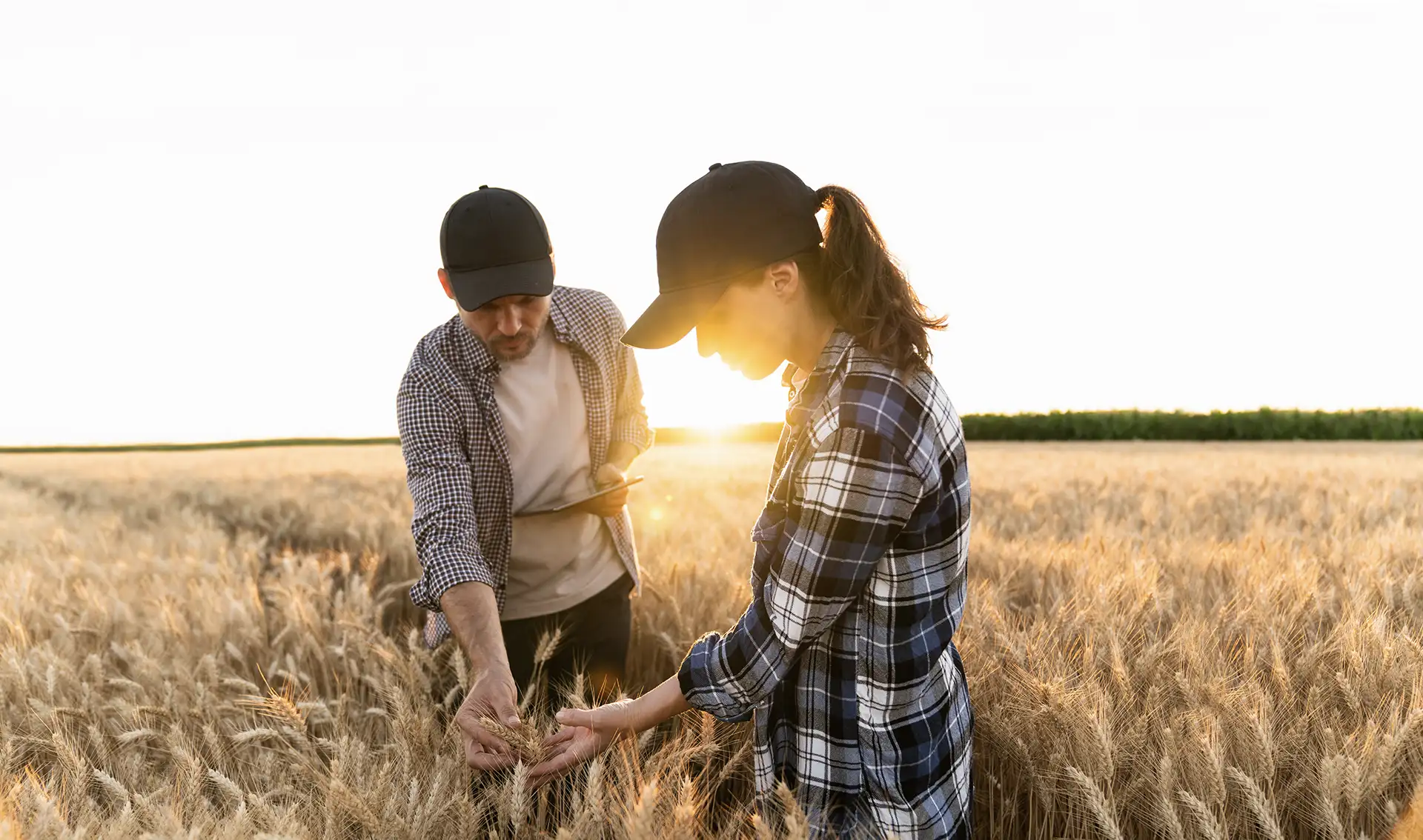 Farmers in a field inspecting crops.