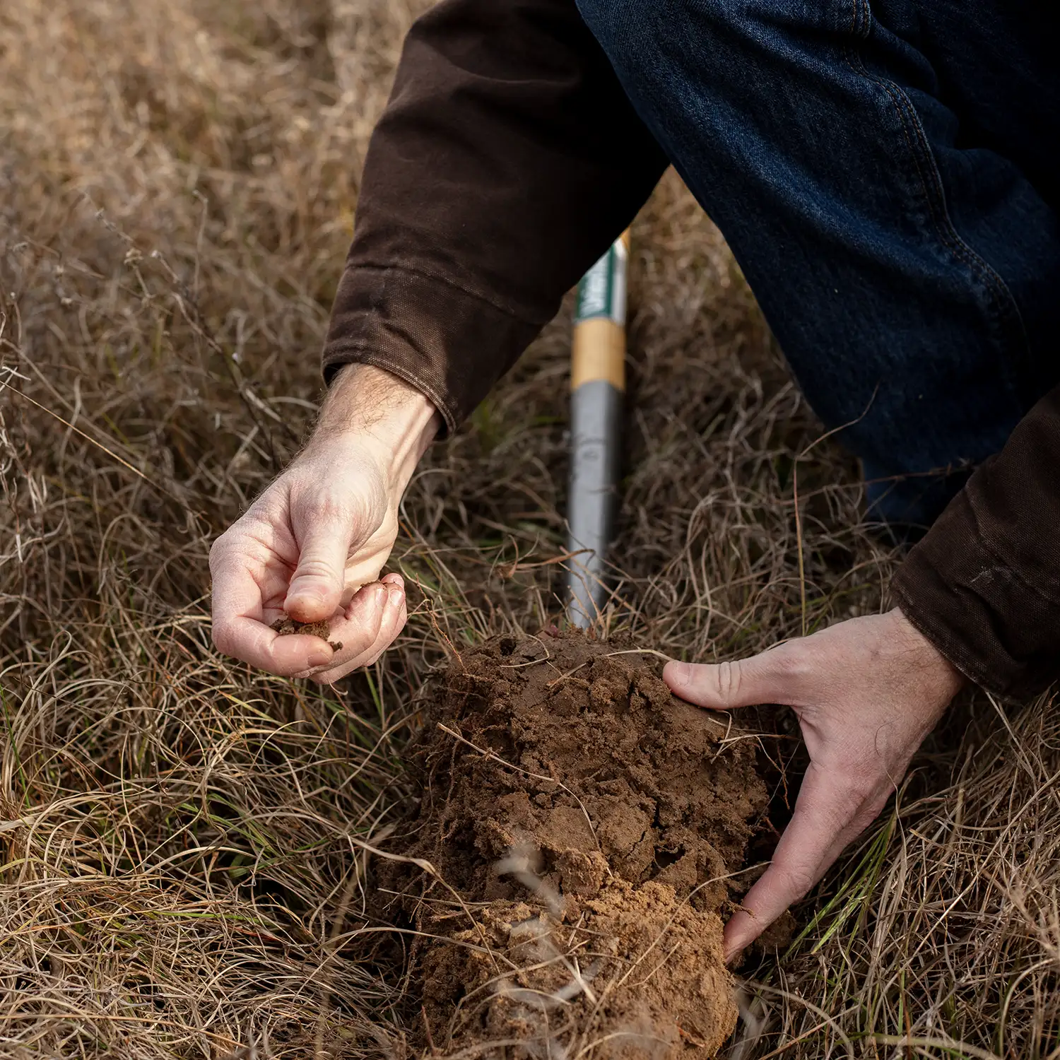 A conservationist is inspecting a dug-up soil sample.
